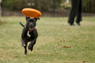 3 Cách Đơn Giản Dạy Chó Bắt Đĩa Frisbee!